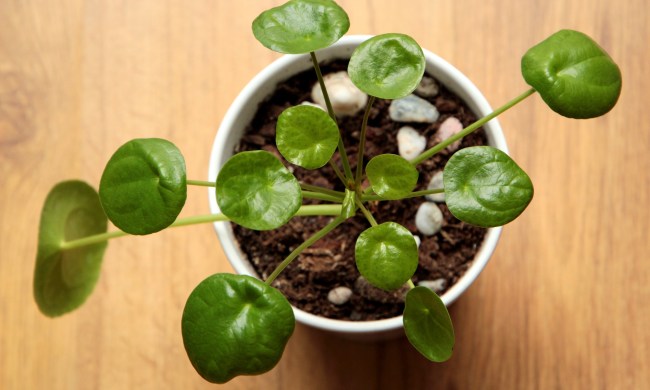 Pilea perperomioides