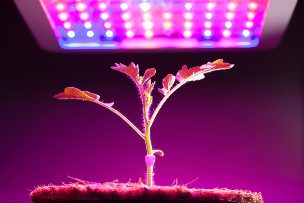 A small plant under a grow light