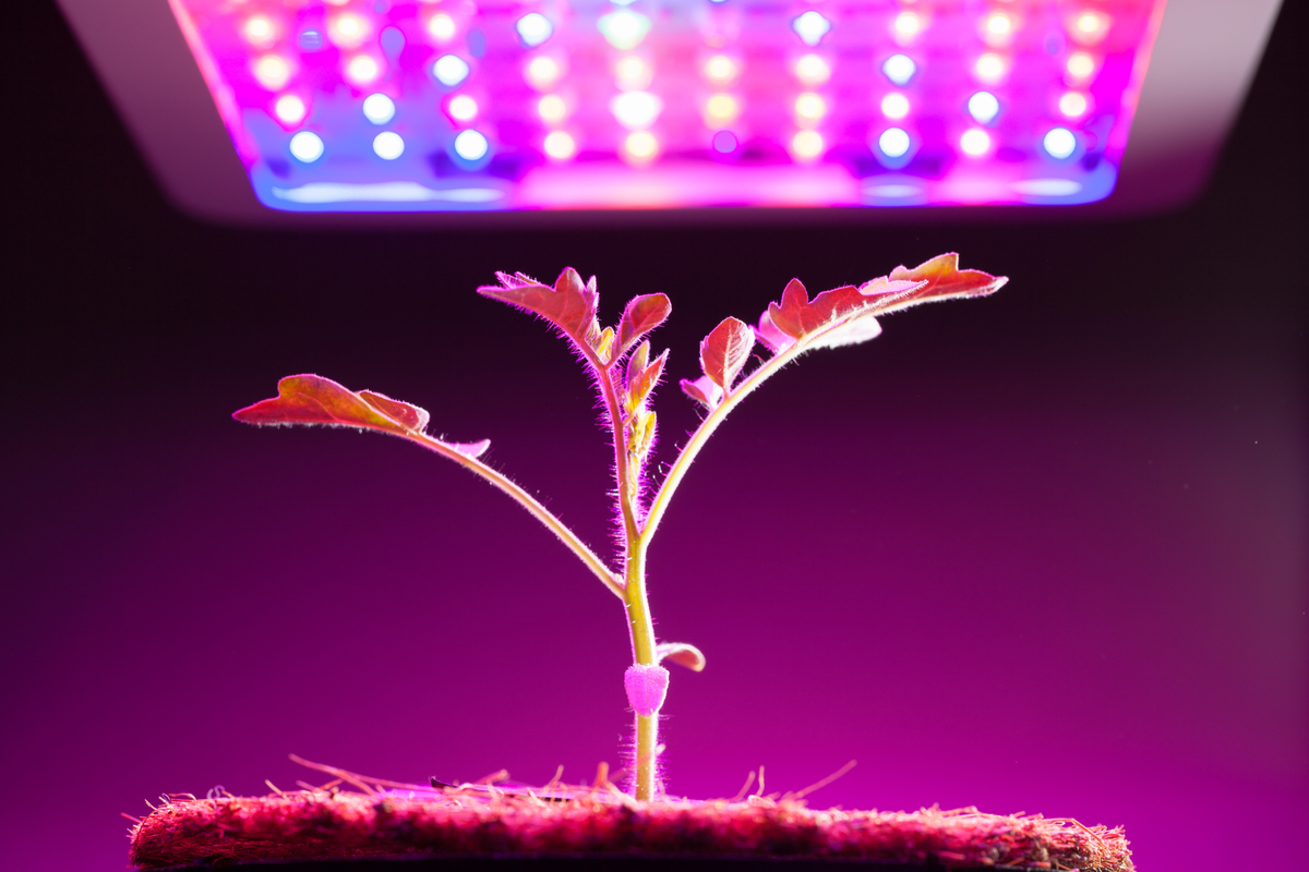LED Grow Lights - Know the Truth vs the Enormous Hype