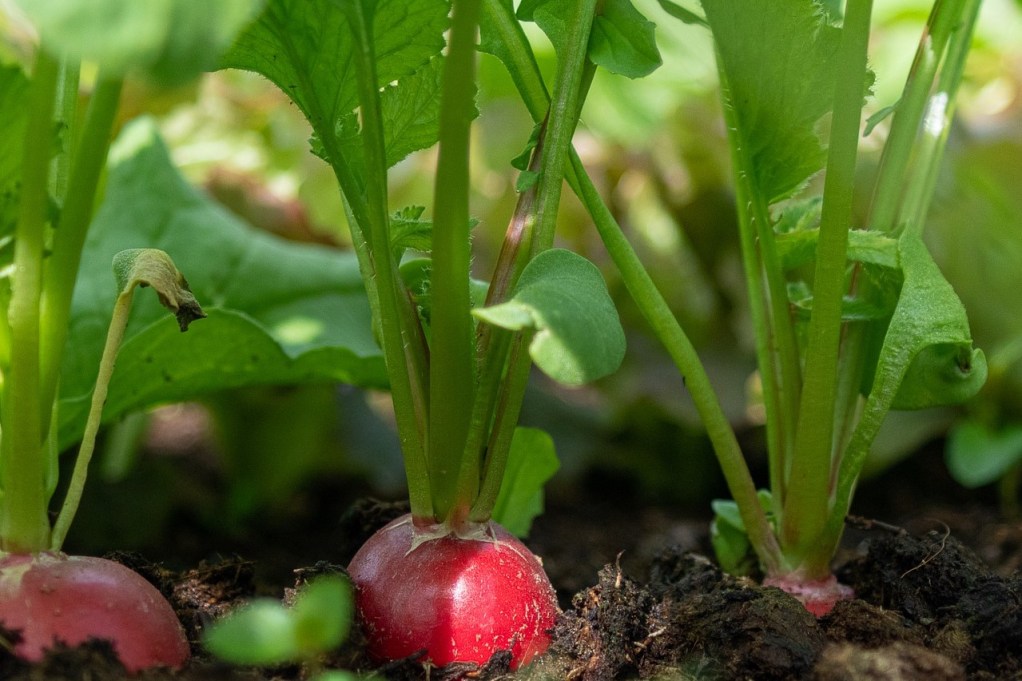 A row of radishes growing in the ground