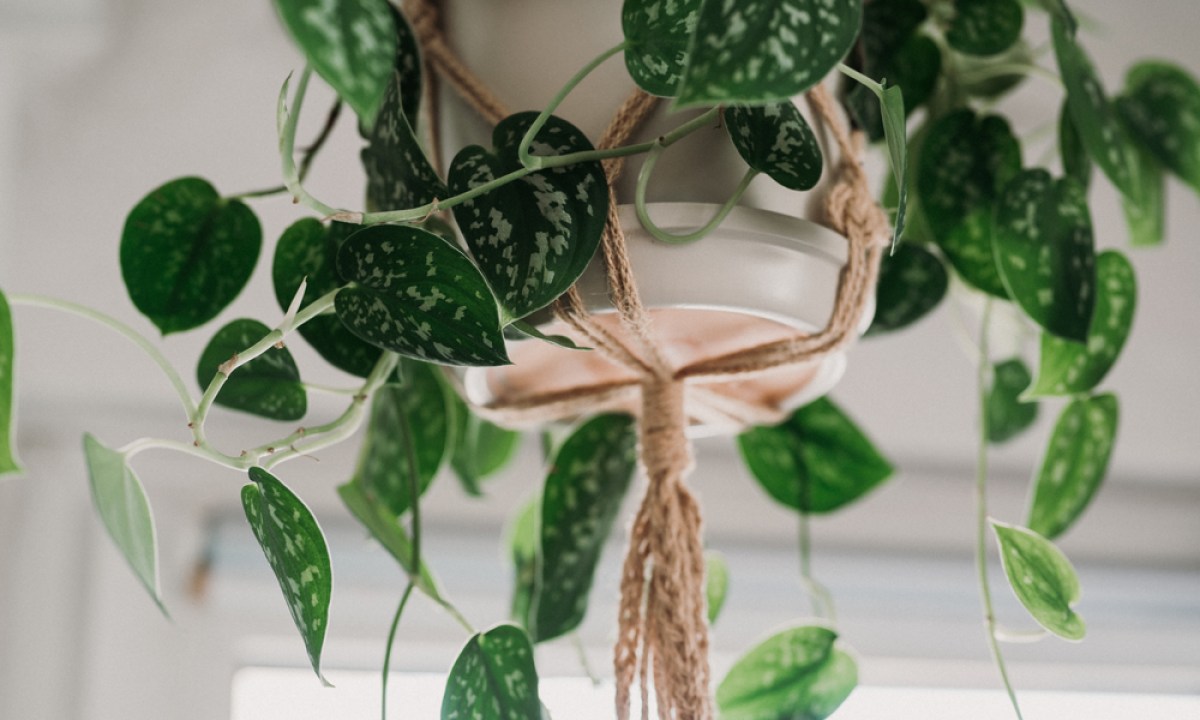 hanging Scindapsus pictus