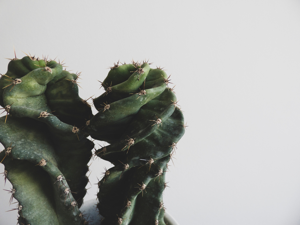 Cereus forbesii