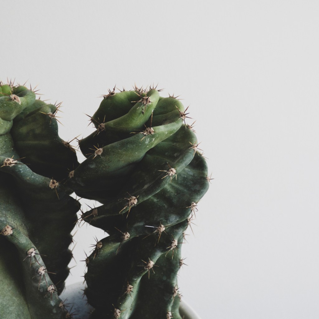 Cereus forbesii