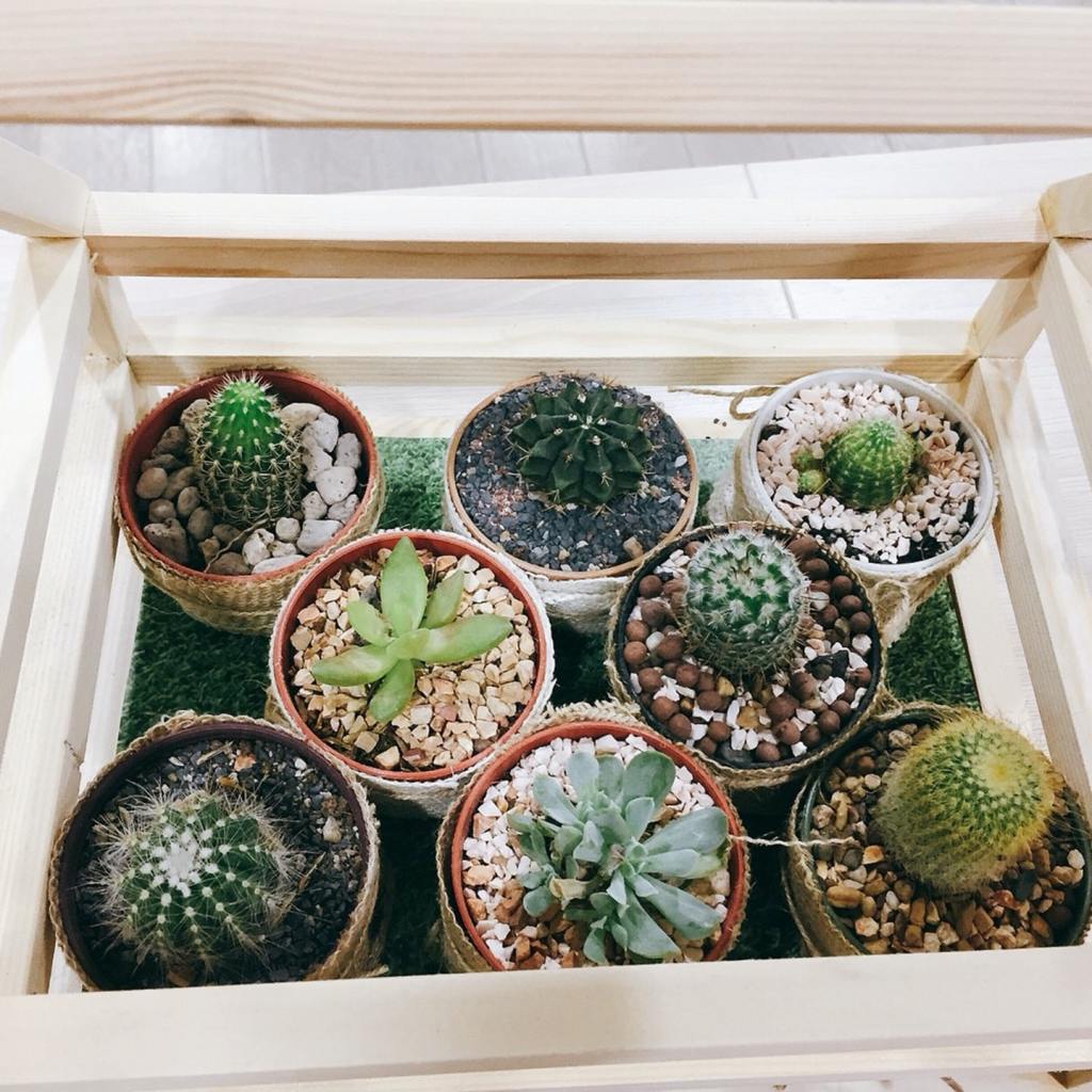 Several mini cacti in a box