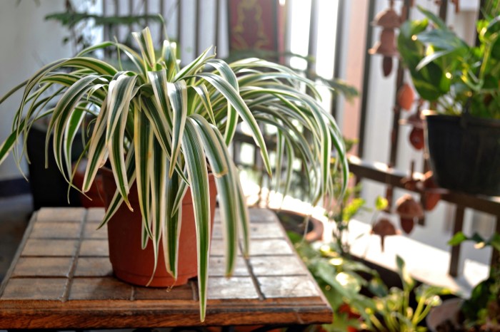 Spider plant on a table