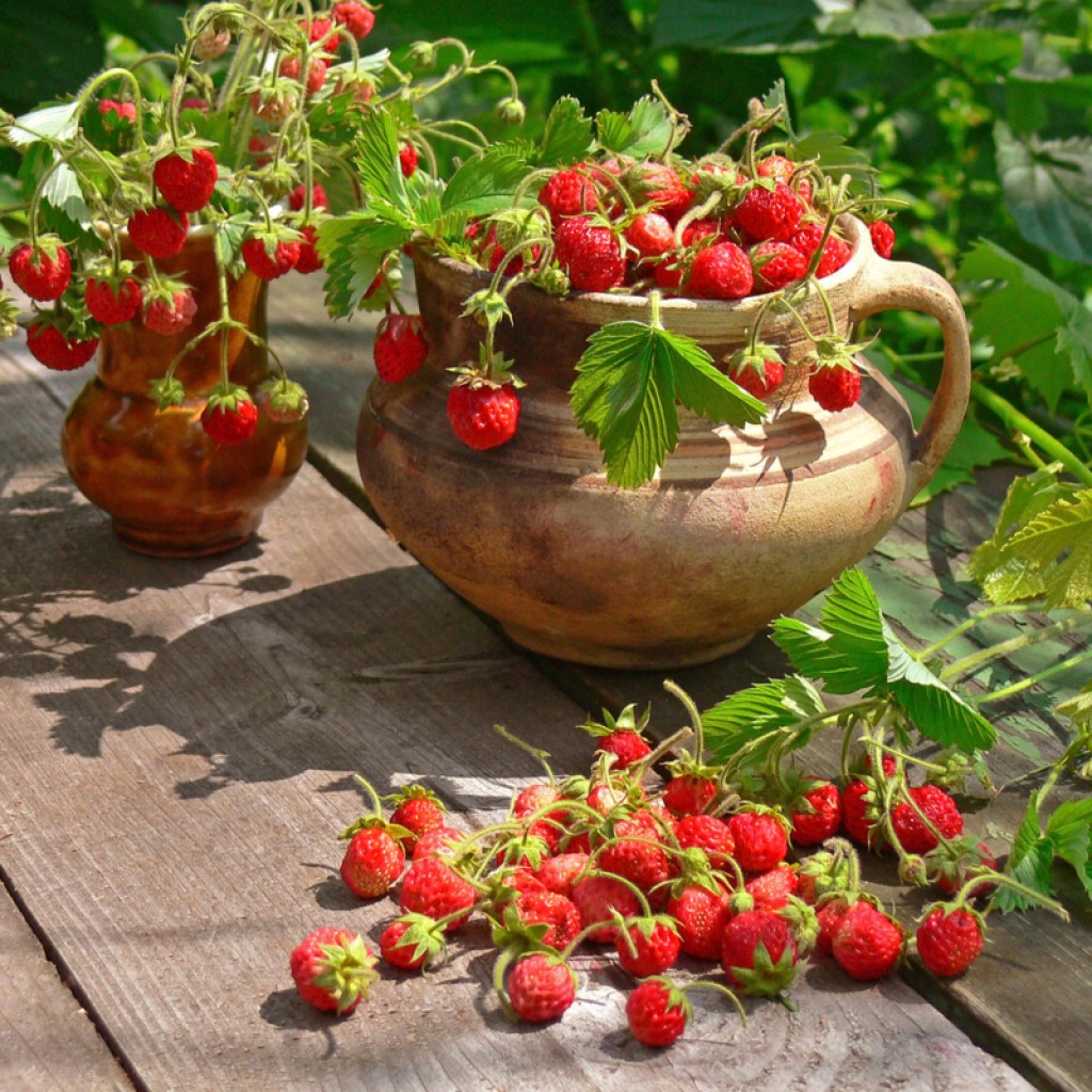Strawberries potted in unique containers