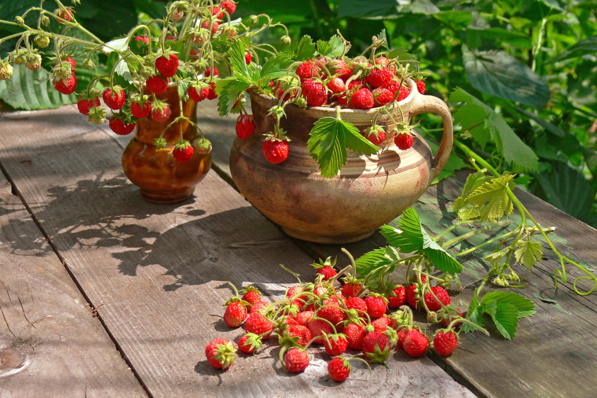 Strawberries potted in unique containers