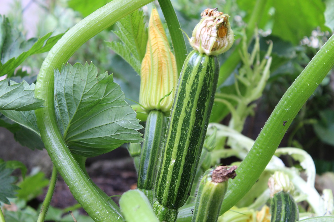 A striped zucchini growing on the vine