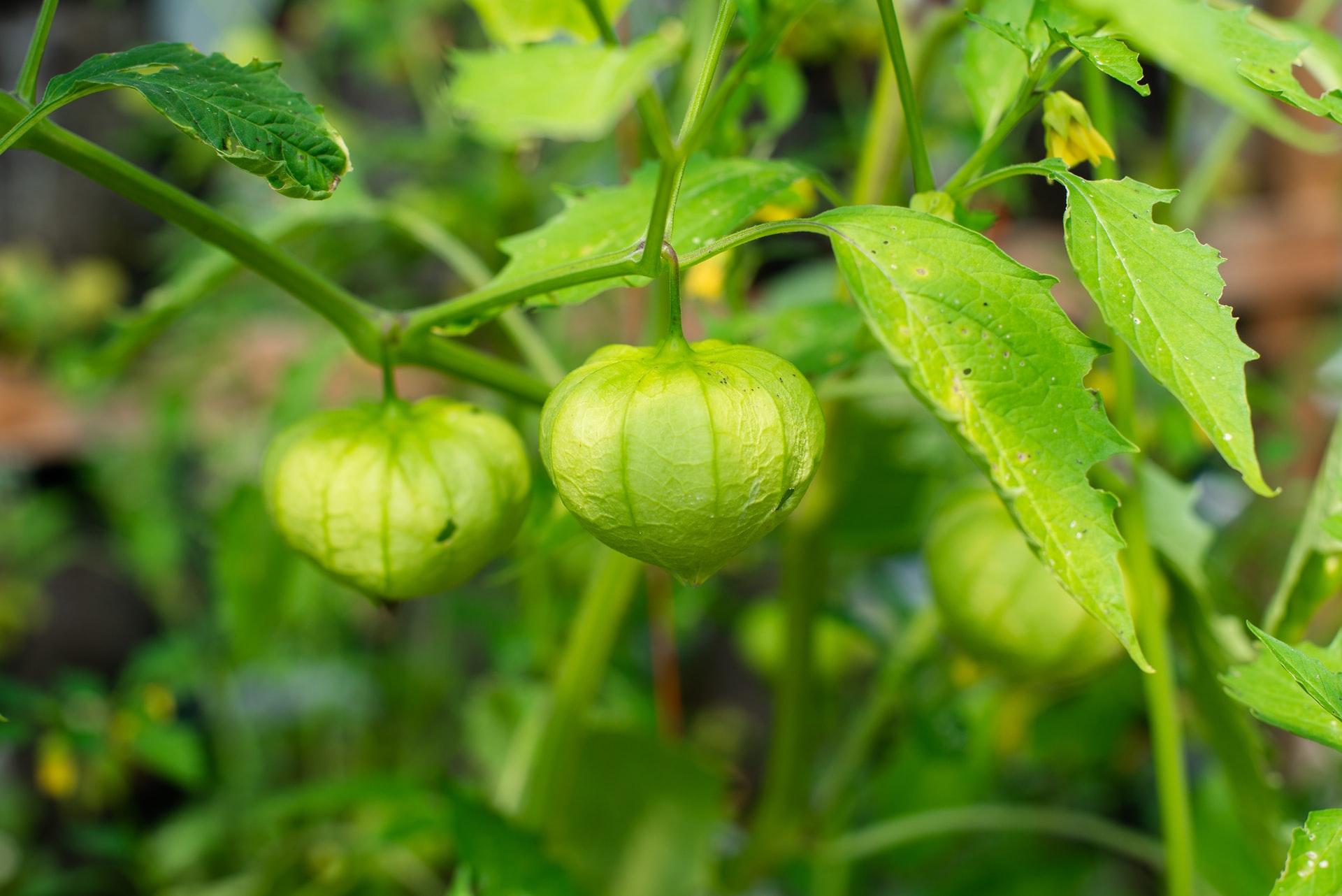 Plants To Grow In Climate Zone 10 HappySprout Plants To Grow In Climate Zone 10 HappySprout