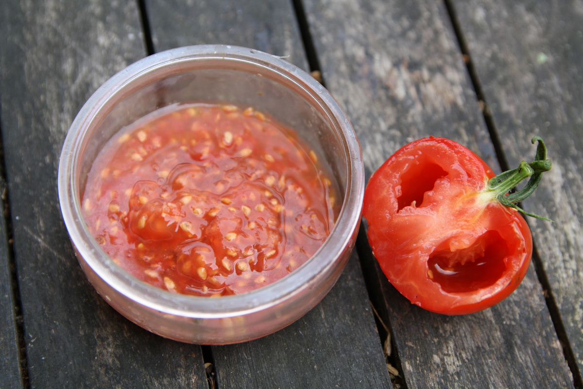 Top 10+ How long to grow tomatoes from seed 4 How to grow tomatoes from seed for the biggest, most delicious haul