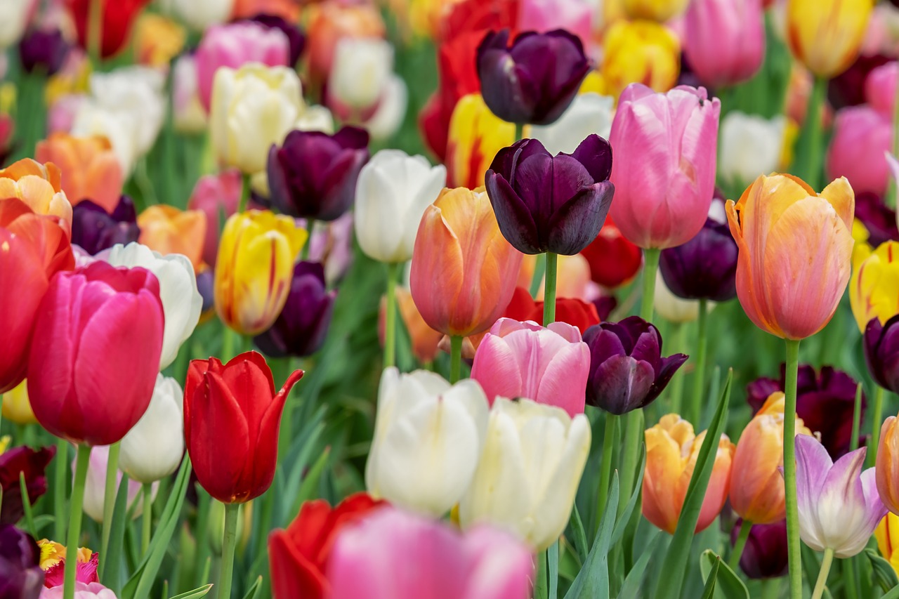 How To Encourage Tulips to Bloom After a Harsh Winter HappySprout