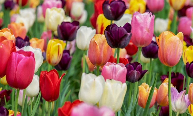 A tulip field with many colors of tulips