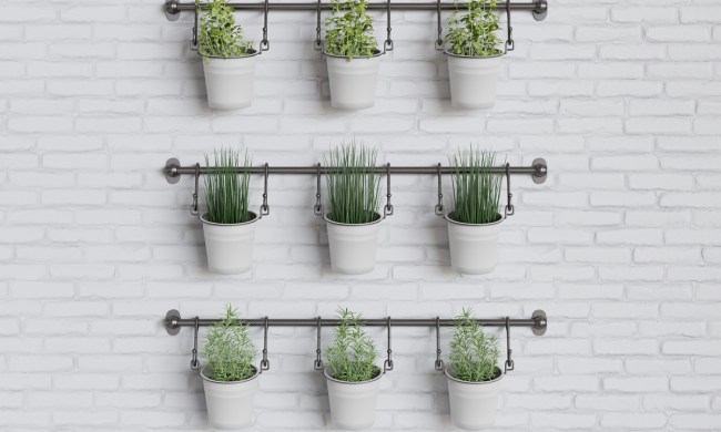 A wall-hanging herb garden