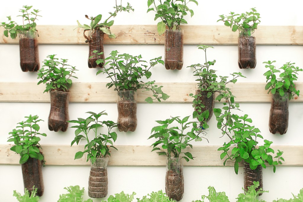 Herbs growing in plastic bottles mounted to a wall