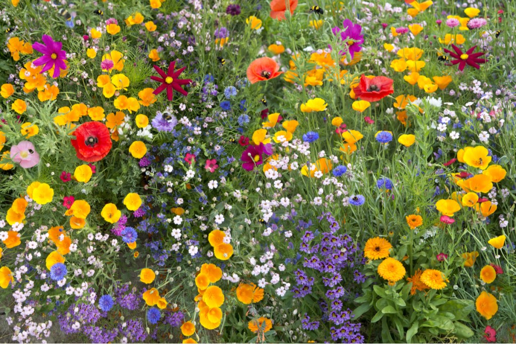 A mix of colorful wildflowers