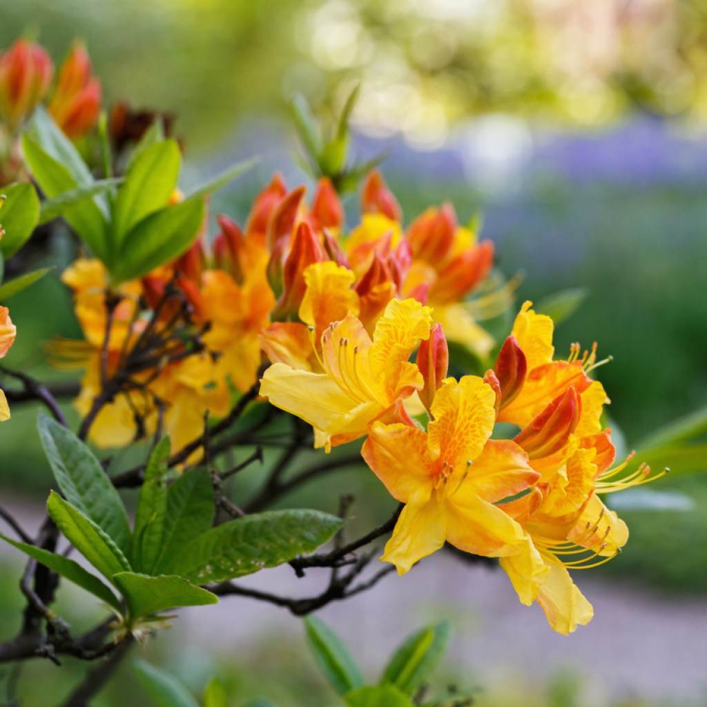 Yellow azalea flowers