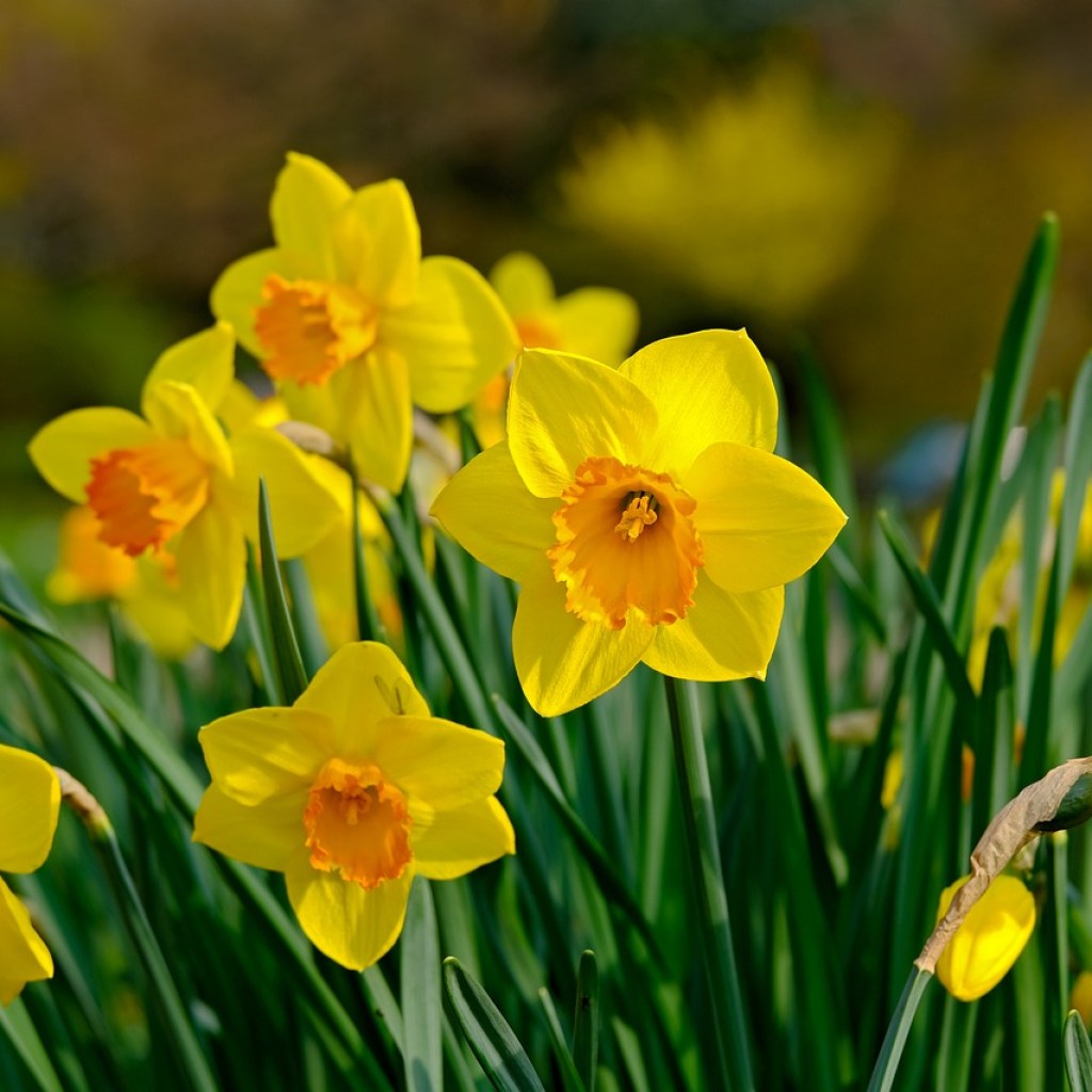 A group of yellow daffodils