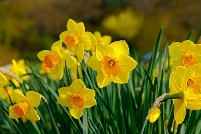 A group of yellow daffodils