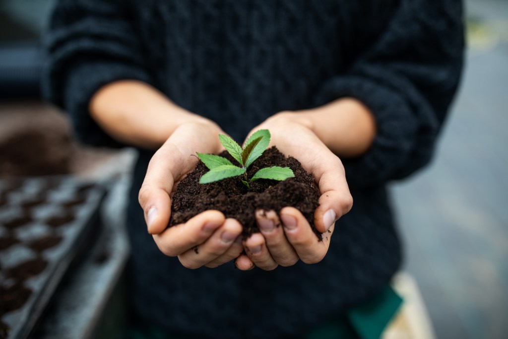Young sapling