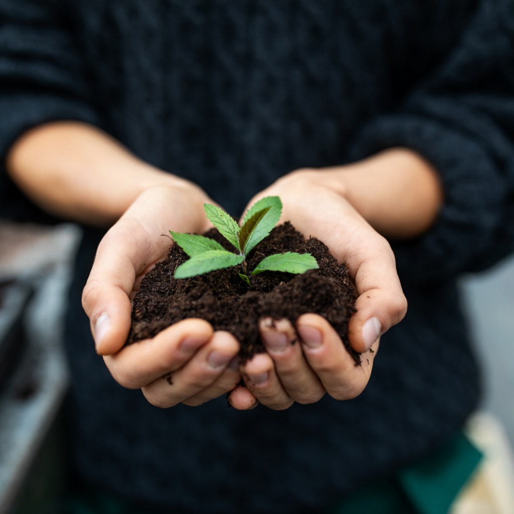 Young sapling