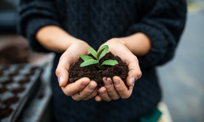 A person holding a seedling