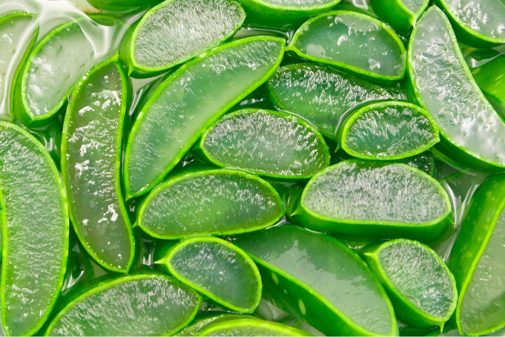Slices of aloe gel in leaves