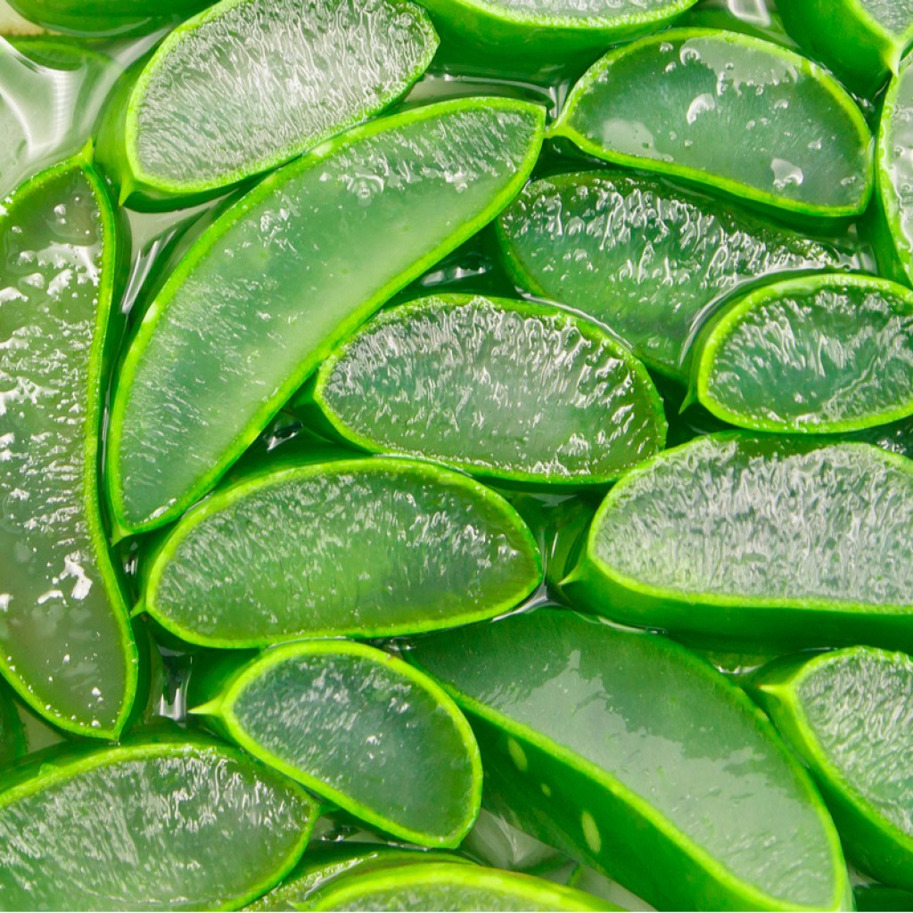 Slices of aloe gel in leaves
