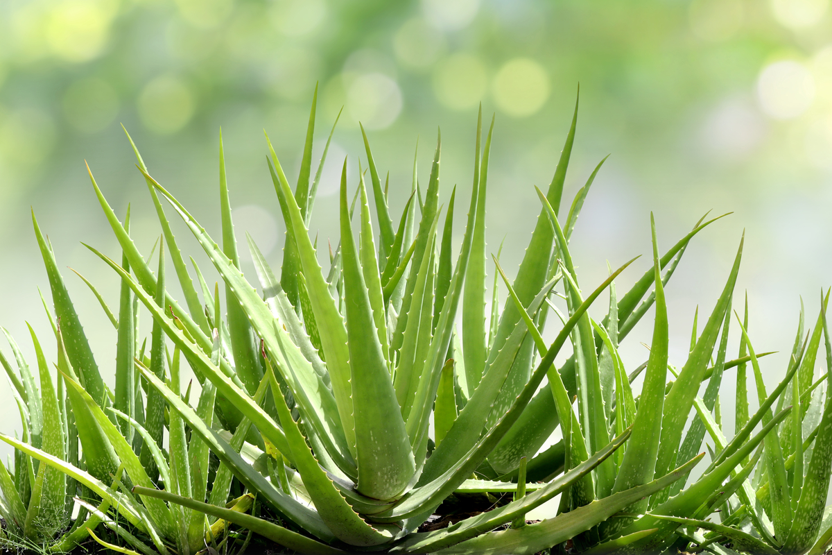  How to cut and harvest your aloe vera plant for the best results