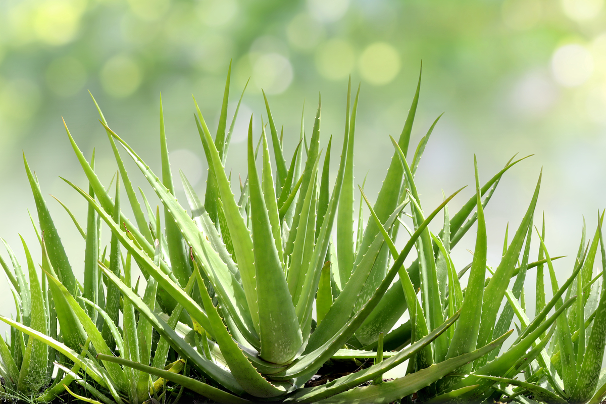 List of 10+ How to cut aloe vera plant 3 How to cut and harvest your aloe vera plant for the best results