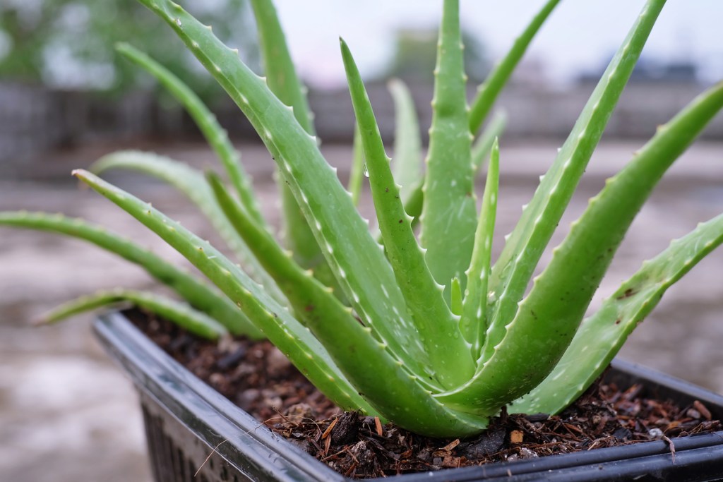 A small, healthy aloe vera plant