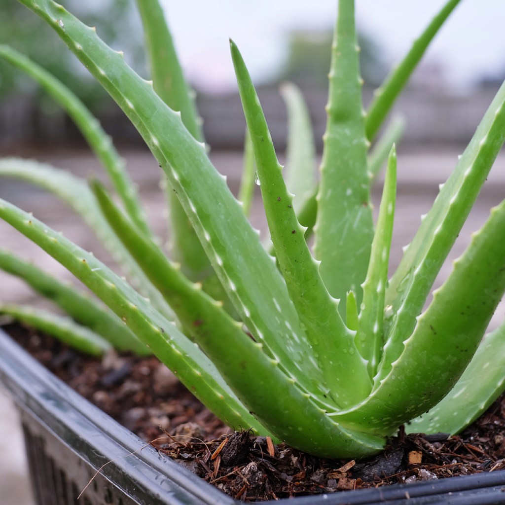 A small, healthy aloe vera plant
