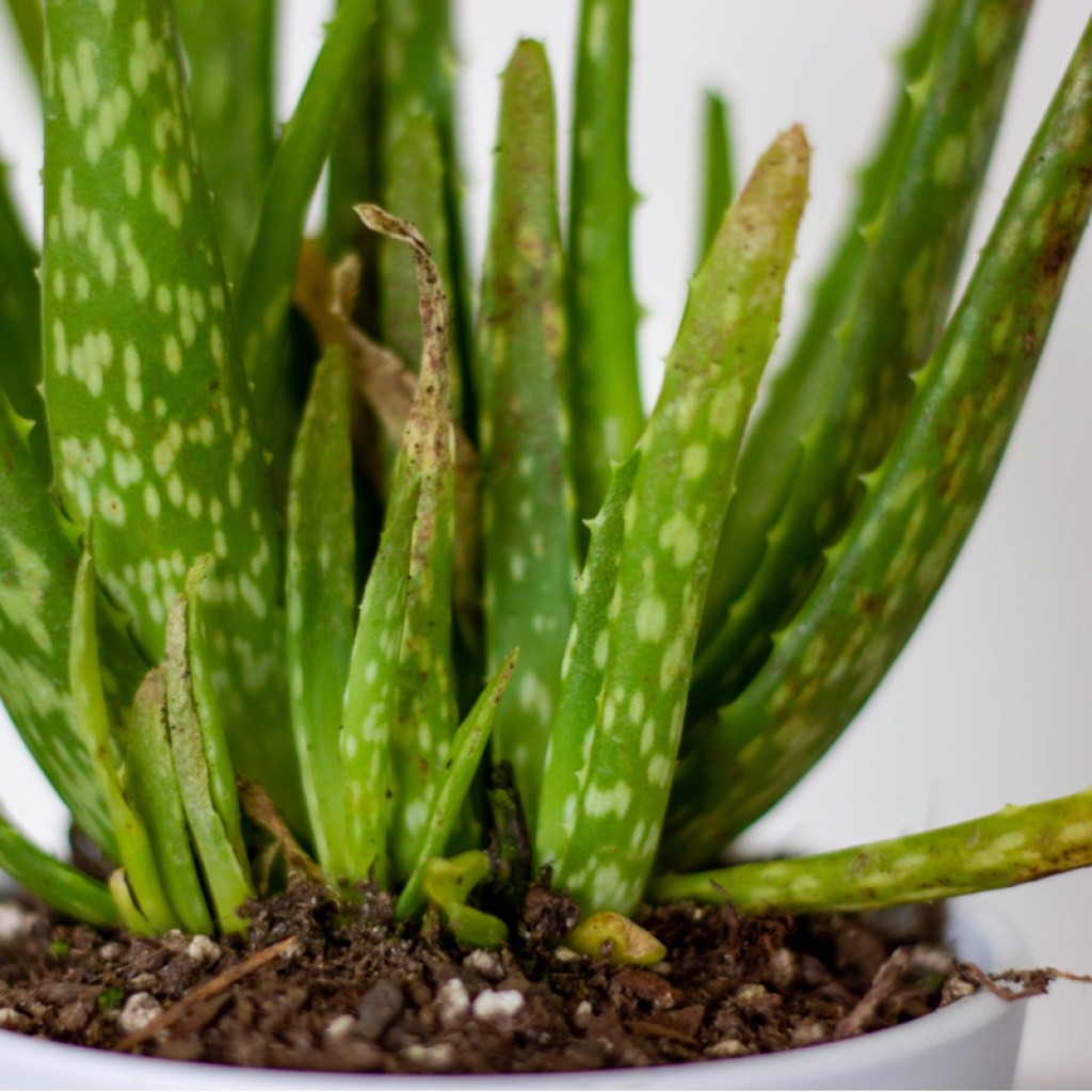 Sick aloe plant