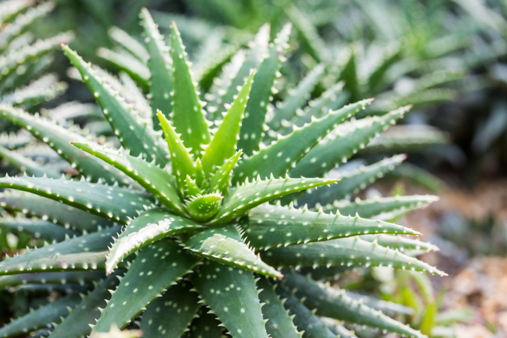 A small aloe vera