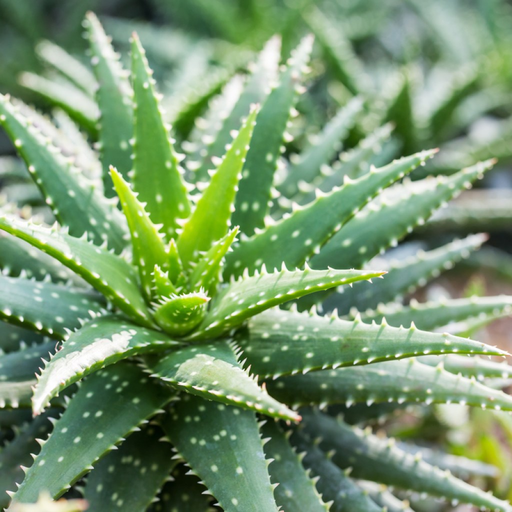 A small aloe vera