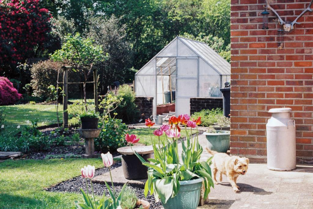 Greenhouse in the backyard