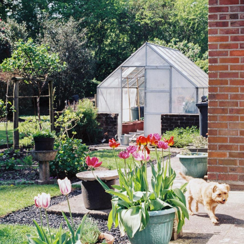 Greenhouse in the backyard