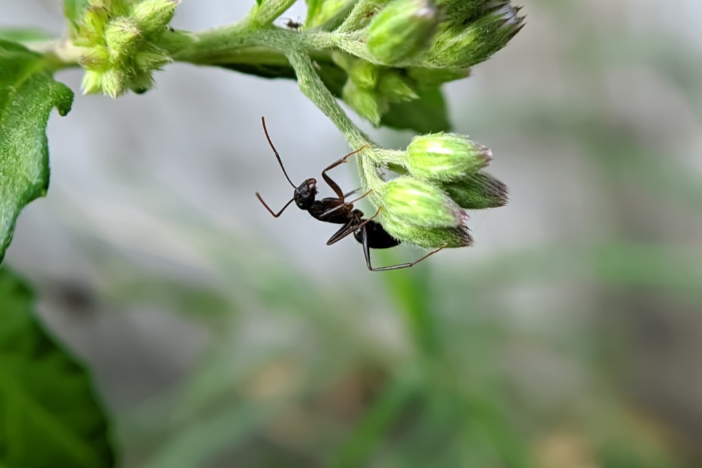 Ant on plant