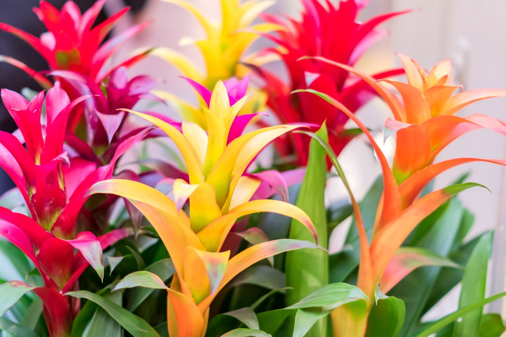 Several bromeliad flowers in various colors