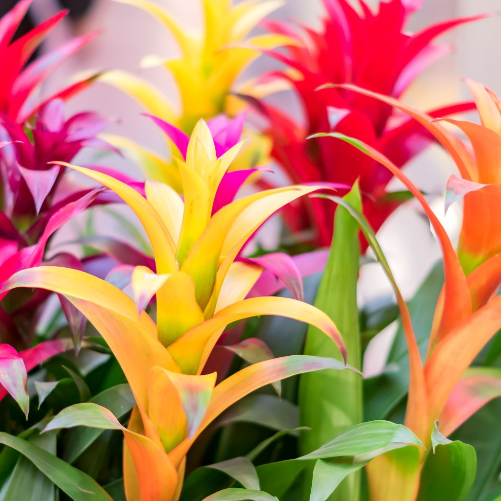 Several bromeliad flowers in various colors