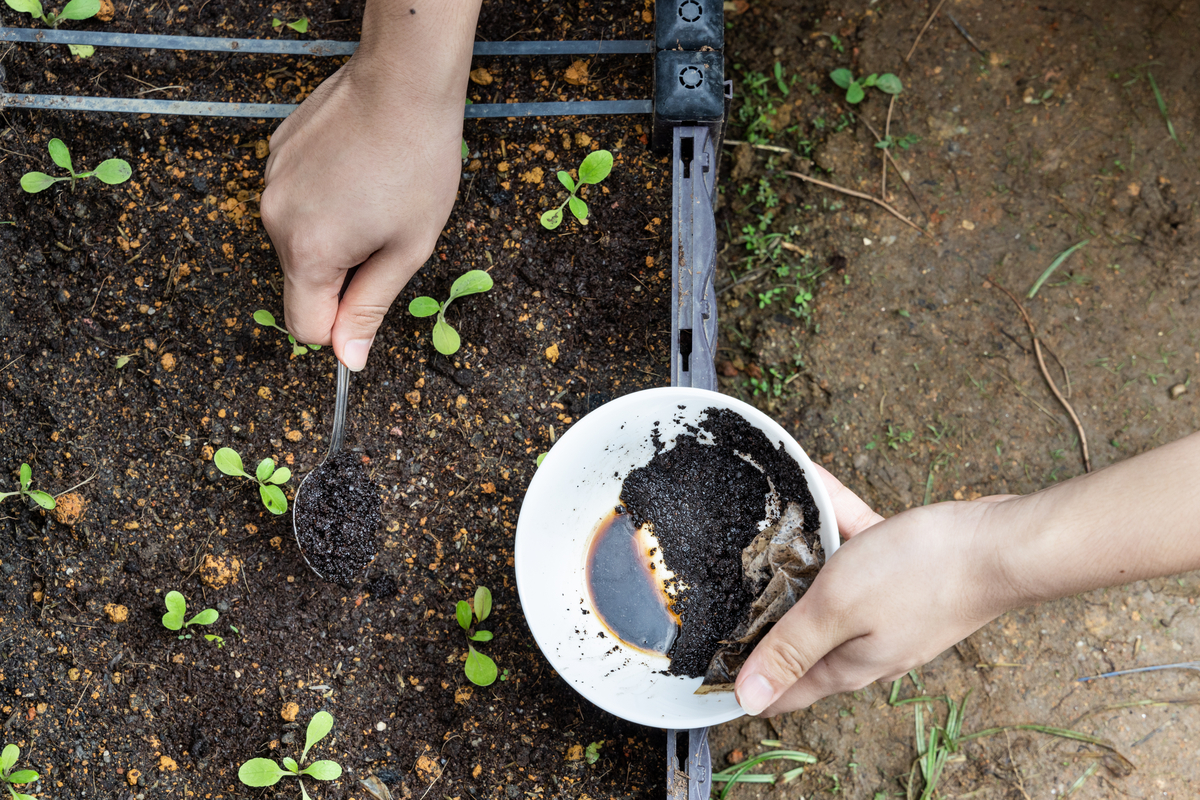 A person sprinkling coffee grounds over several seedlings