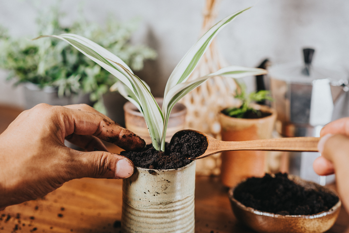 A plant growing in a tin can and a person carefully scooping coffee grounds into the can