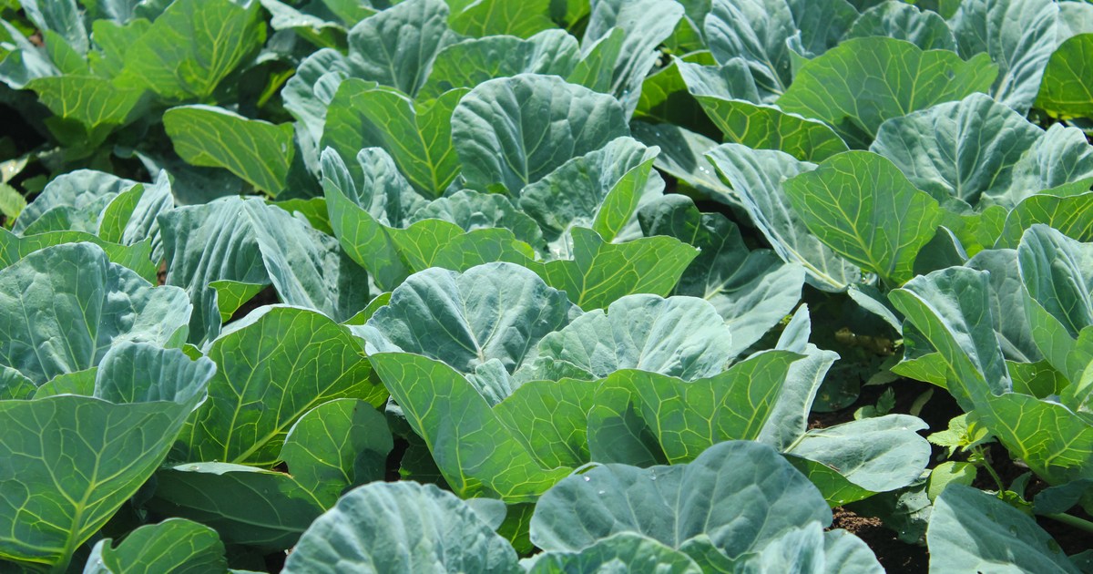 How to Grow Collard Greens HappySprout