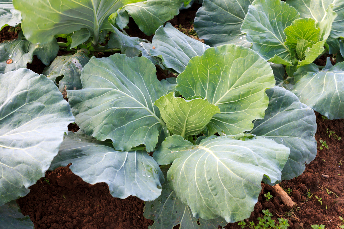 Several collard plants growing together