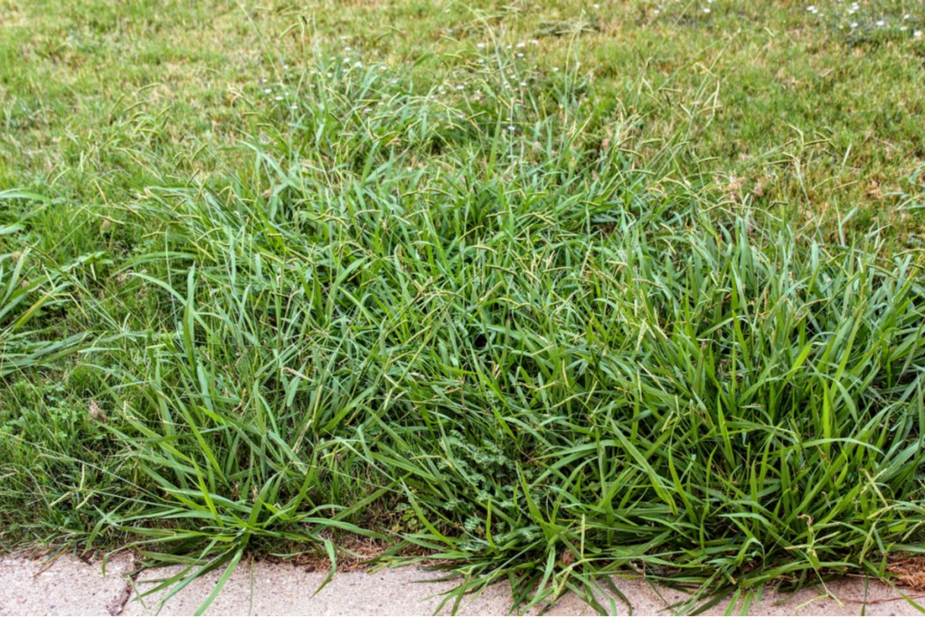 A patch of crabgrass