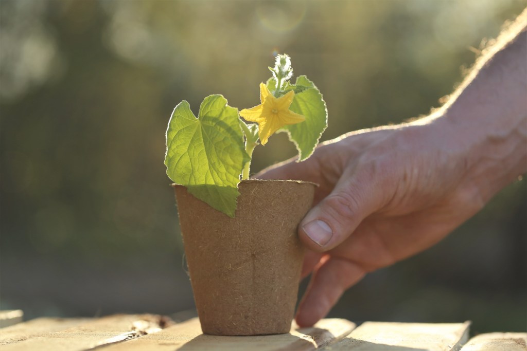 A cucumber seedling sitting on a sunny picnic table