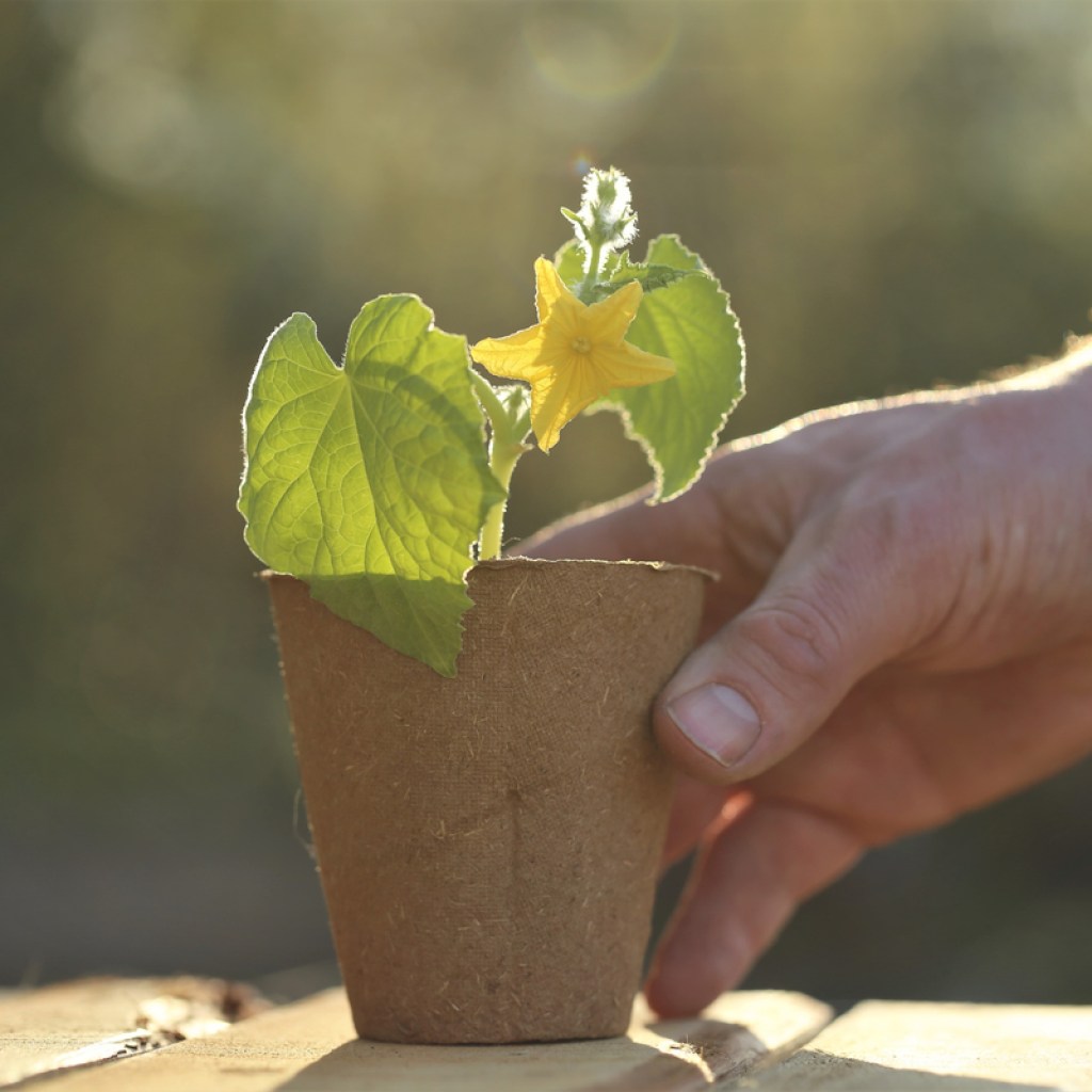 A cucumber seedling sitting on a sunny picnic table