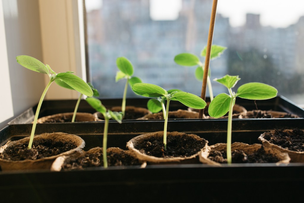 A tray of cucumber seedlings sitting in a window