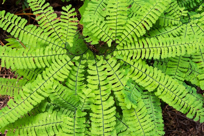 A maidenhair fern close-up
