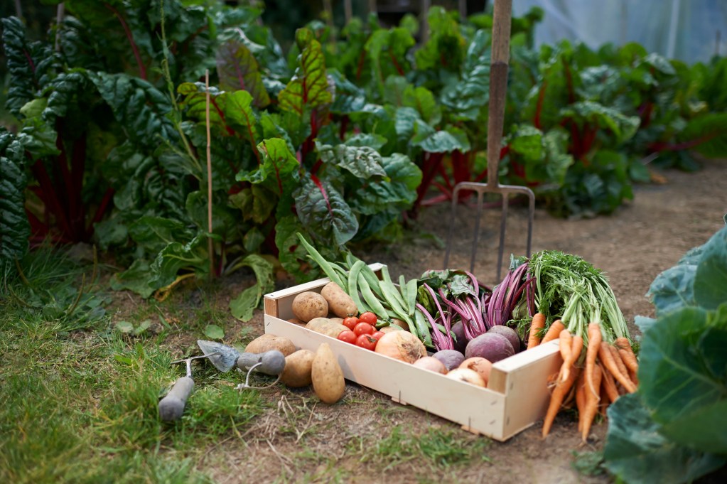 Freshly picked veggies and fruits