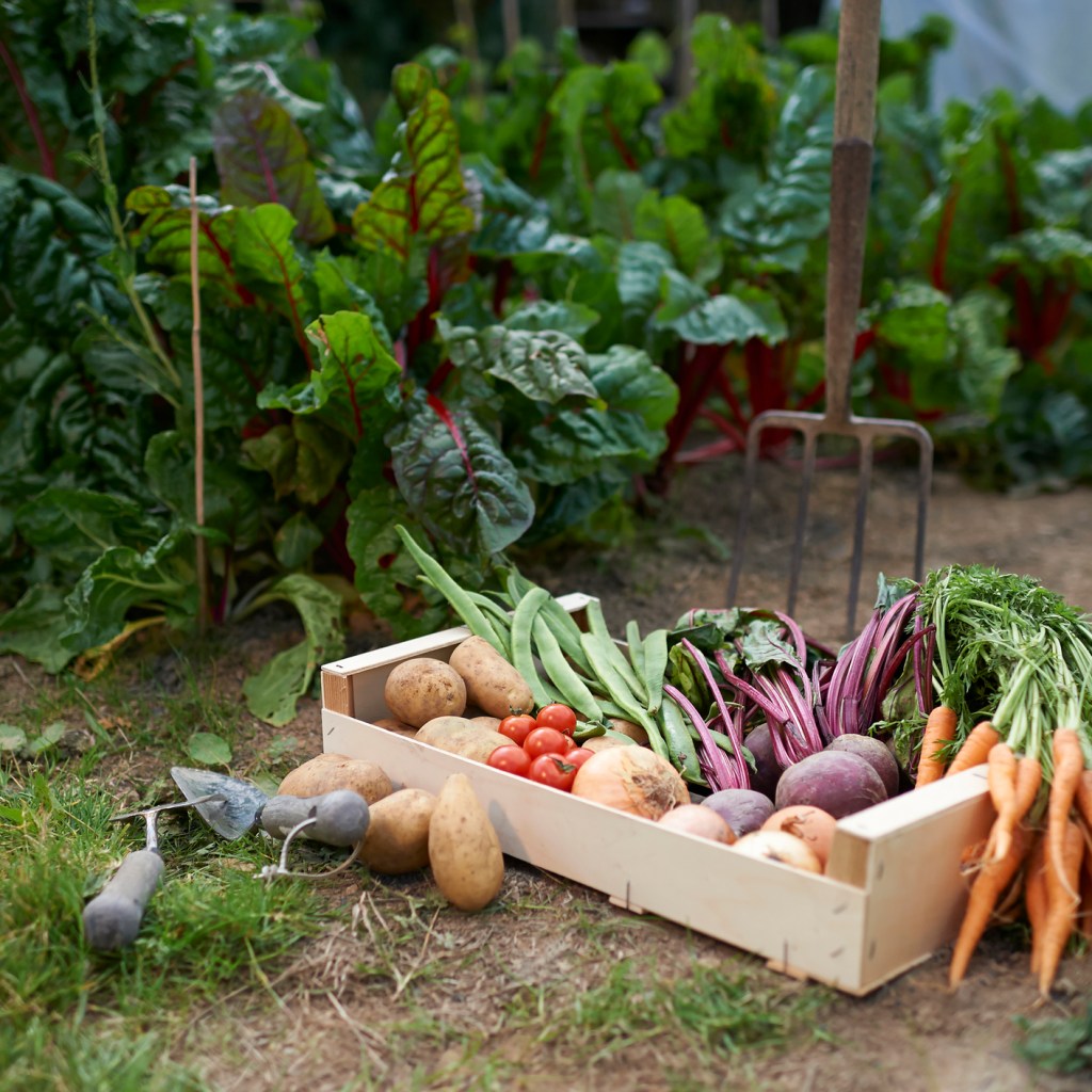 Freshly picked veggies and fruits